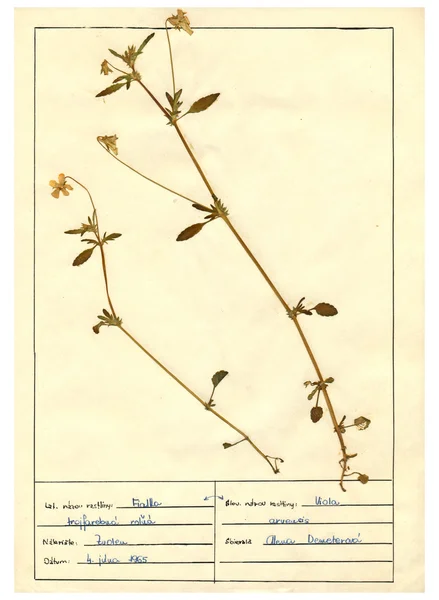 扫描植物标本室床单-草药和鲜花 — 图库照片