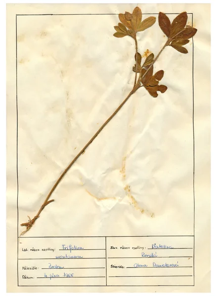 Scanned herbarium sheets - herbs and flowers — Stock Photo, Image