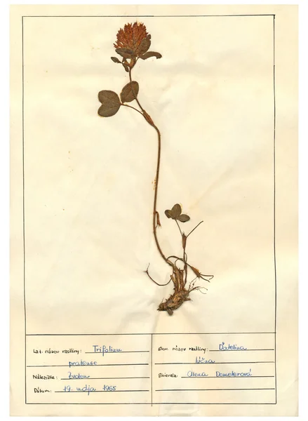 Scanned herbarium sheets - herbs and flowers — Stock Photo, Image