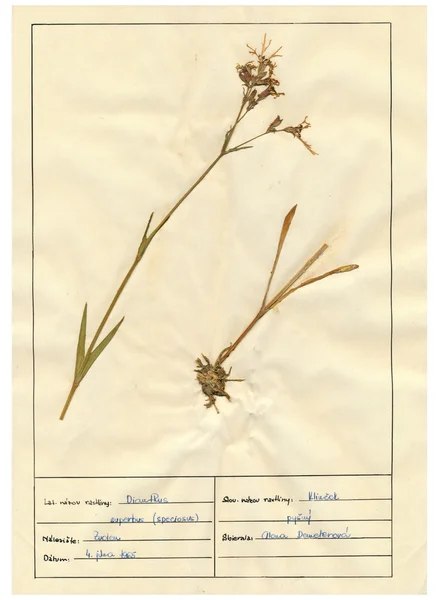 Folhas de herbário digitalizadas - ervas e flores — Fotografia de Stock