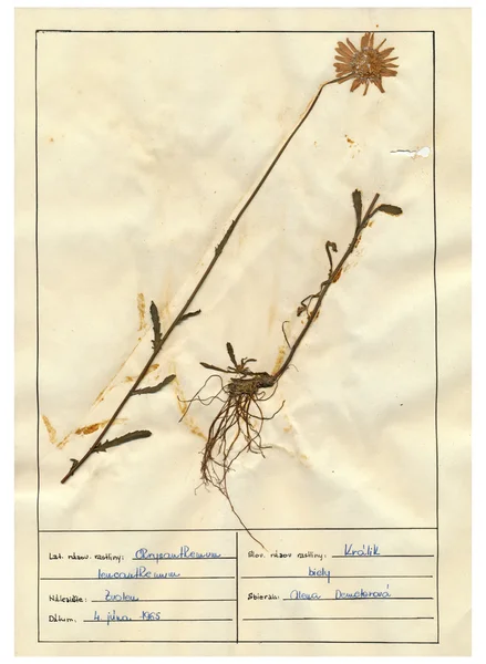 標本シート - スキャンされたハーブと花 — ストック写真