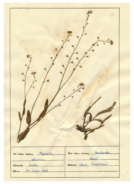 Scanned herbarium sheets - herbs and flowers — Stock Photo, Image