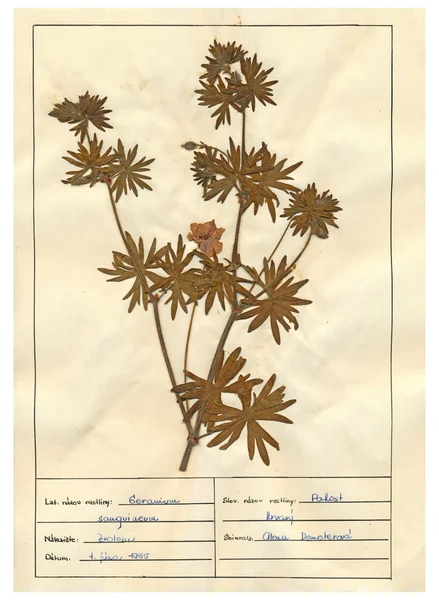 Scanned herbarium sheets - herbs and flowers — Stock Photo, Image