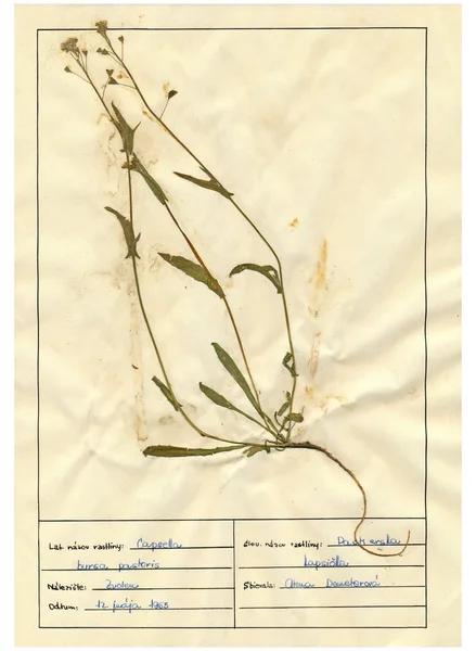 Scanned herbarium sheets - herbs and flowers — Stock Photo, Image