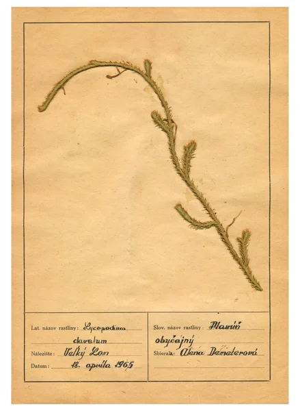 Hojas de herbario escaneadas - hierbas y flores —  Fotos de Stock