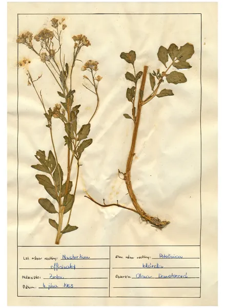 扫描植物标本室床单-草药和鲜花 — 图库照片