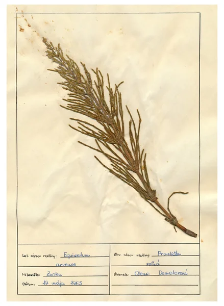 Naskenované herbář listů - byliny a květiny — Stock fotografie
