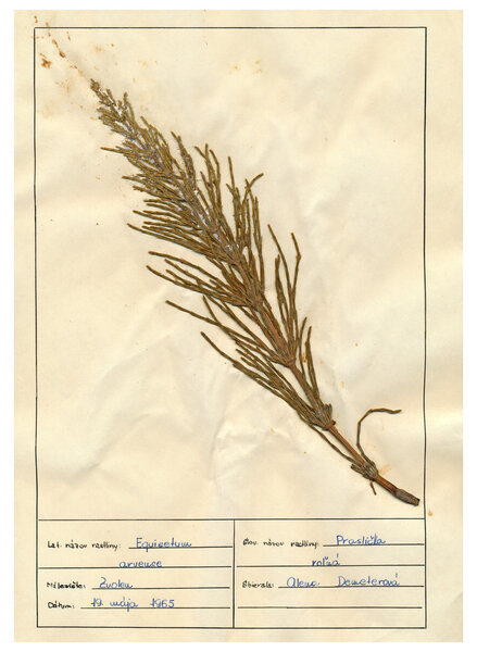 scanned herbarium sheets - herbs and flowers