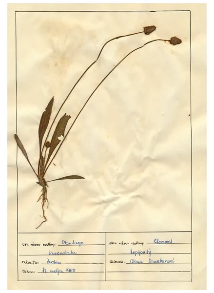 扫描植物标本室床单-草药和鲜花 — 图库照片
