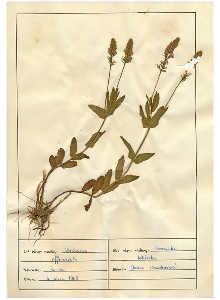 Skannade herbarium ark - örter och blommor — Stockfoto