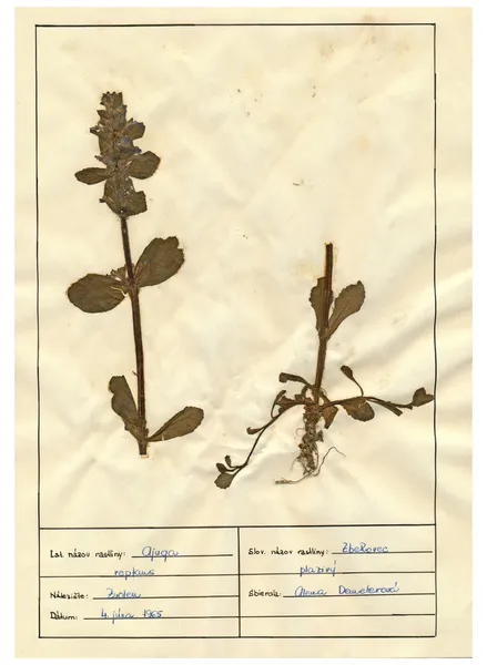 扫描植物标本室床单-草药和鲜花 — 图库照片