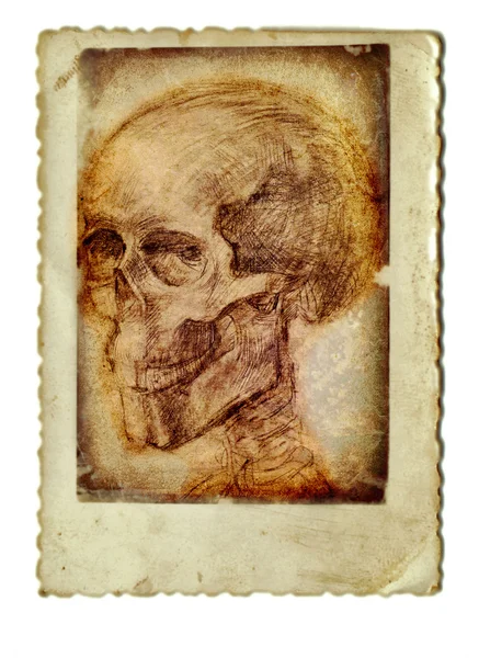 Skull — Stock Photo, Image
