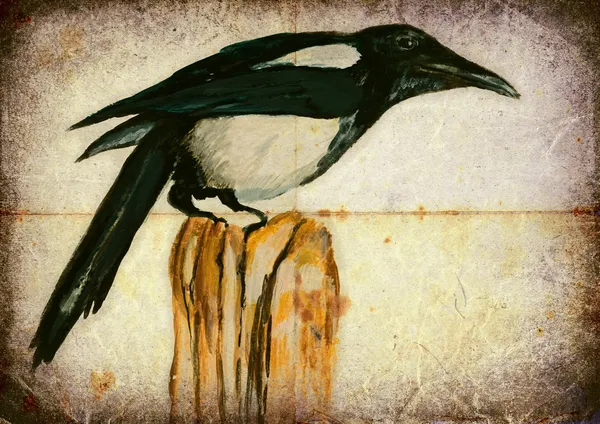 Magpie — Stock Photo, Image