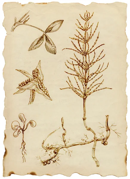 Herbs — Stock Image Herbs Royalty Free Stock Photos