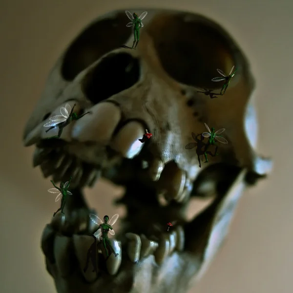 The skull — Stock Photo, Image