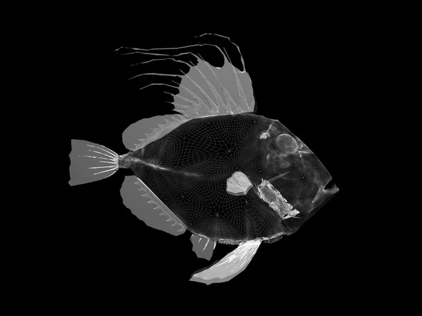 동물: 물고기 — 스톡 사진