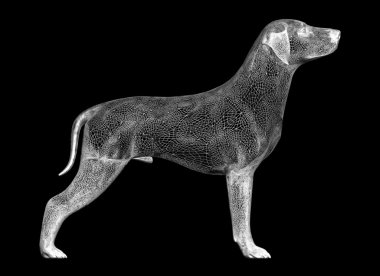 hayvan: köpek