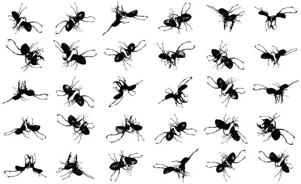 Животное: bugs — стоковое фото