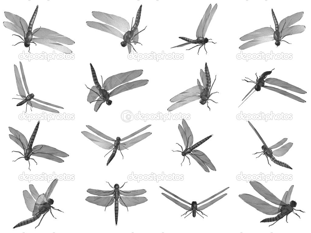 animal: dragonflies