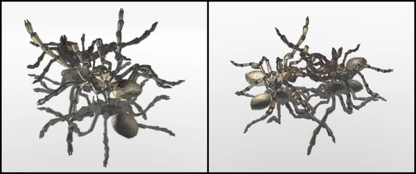 Ζώο: αράχνη — Φωτογραφία Αρχείου