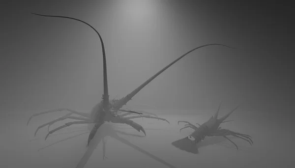 Animal: crawfish — Stock Image Animal: crawfish Stock Image