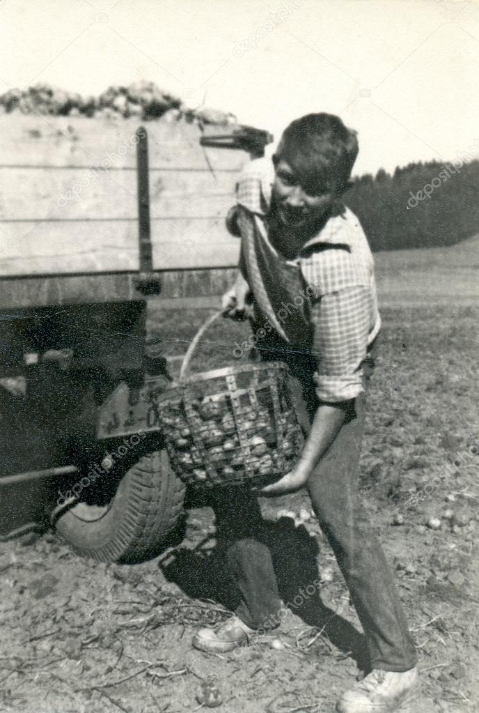 Young man on a potato brigade