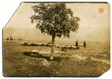 herdsmen ile koyun sürüsü