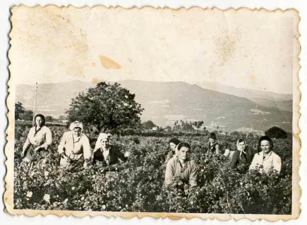 Les femmes cueillant sur le terrain roses — Photo