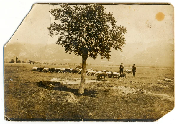 Herders met een kudde schapen — Stockfoto