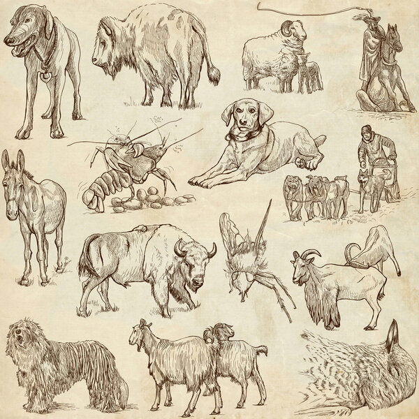 Стая животных
