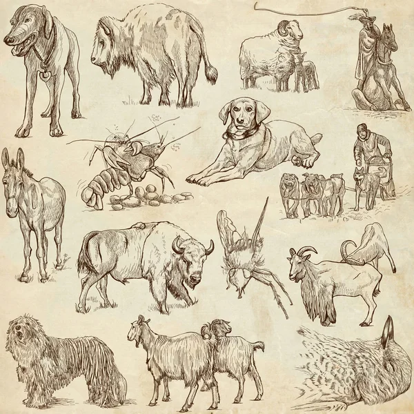 Animals pack — Stock Image Animals pack Stock Picture