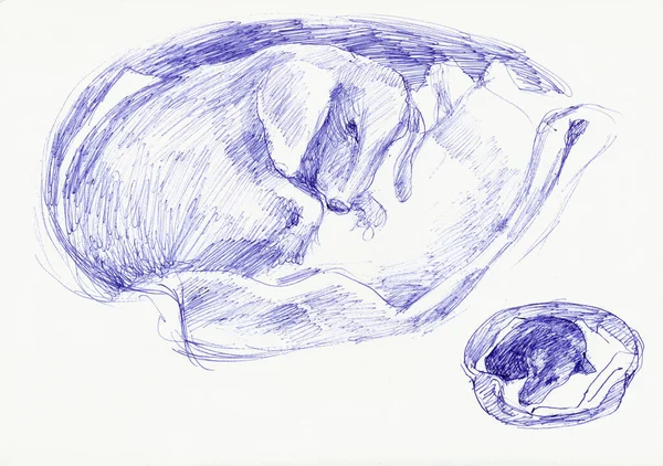 Hand Drawn Illustration Scanned Picture Dog Sleeping Dachshund Pen Technique — Stock Photo, Image