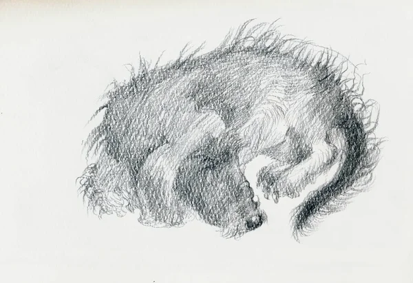 Μια Ζωγραφισμένη Στο Χέρι Εικόνα Σαρωμένη Εικόνα Ένα Σκυλί Κοιμάται — Φωτογραφία Αρχείου