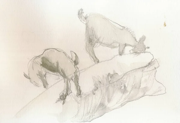 Eine Handgezeichnete Illustration Gescanntes Bild Ziegen Bleistifttechnik — Stockfoto
