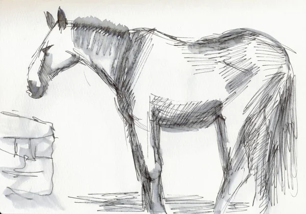 Illustration Dessinée Main Image Scannée Cheval Marqueur Artistique Technique Aquarelle — Photo