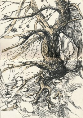 An hand drawn illustration, scanned picture, watercolor technique - an old tree