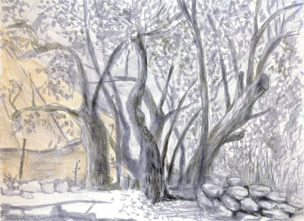 Hand Drawn Illustration Scanned Picture Watercolor Technique Tent Olive Tree —  Fotos de Stock