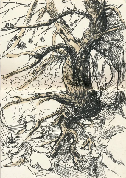 Hand Drawn Illustration Scanned Picture Watercolor Technique Old Tree — 图库照片