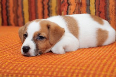 Jack Russell Terrier puppy clipart