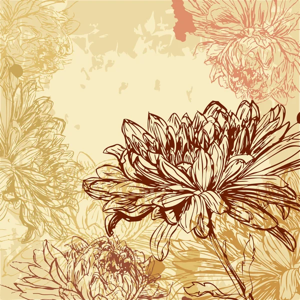 Chrysant achtergrond — Stockvector