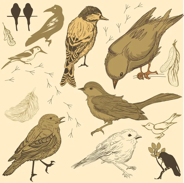 Ensemble d'oiseaux dessinés à la main — Image vectorielle