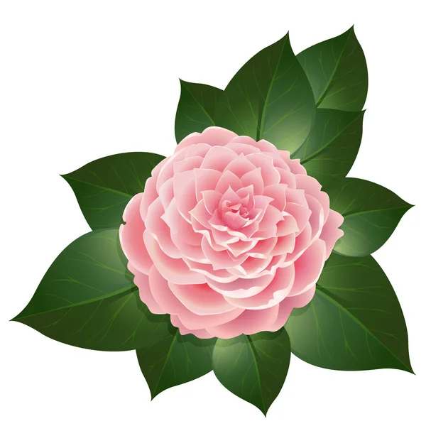 Vecteur réaliste fleur de camélia — Image vectorielle