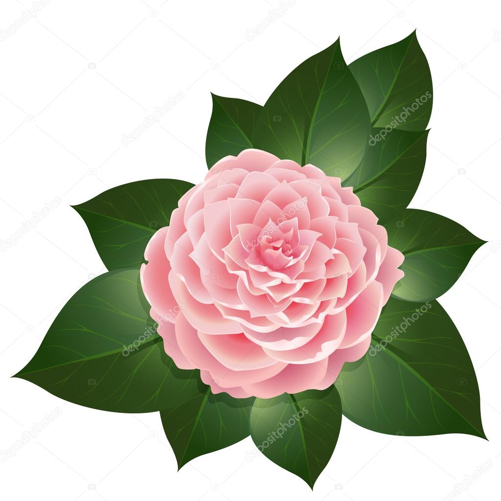ベクトルの現実的な椿の花 ストックベクター C 0mela ベクトルの現実的な椿の花 ストックベクター C 0mela