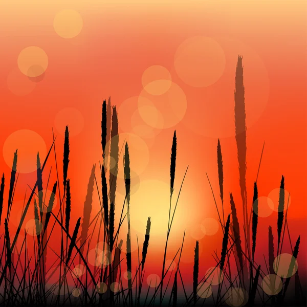 Paysage vectoriel avec lever de soleil rouge et silhouettes d'herbe — Image vectorielle