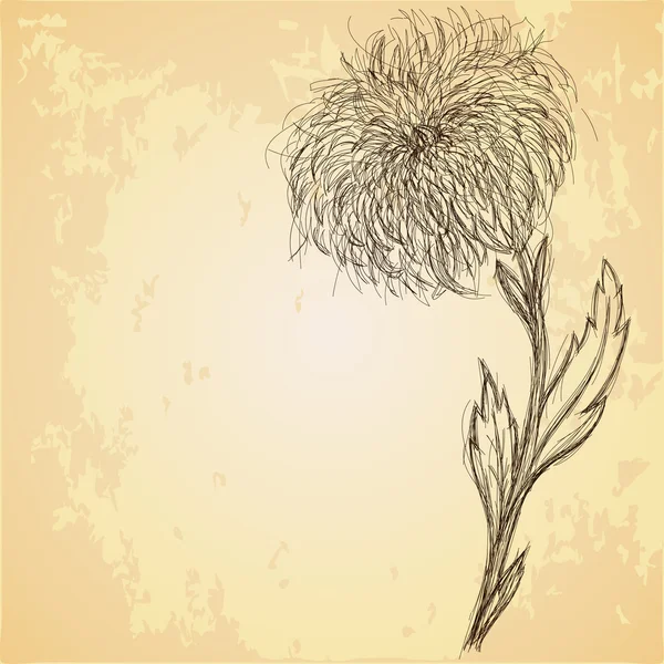 Sketch of chrysanthemum flower on grungy texture — Stock Vector