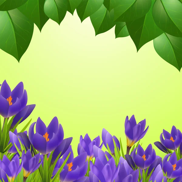 Carte de printemps avec crocus — Image vectorielle