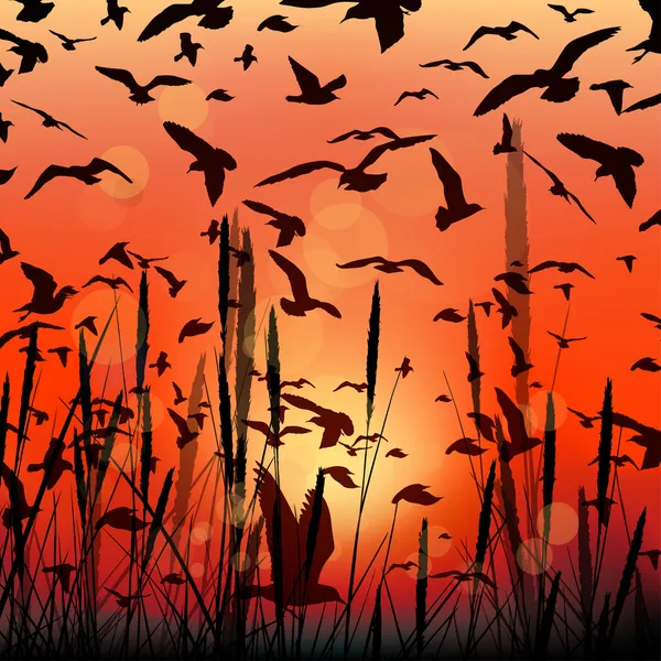 Landschap van de vector met zonsopgang, vliegende vogels en gras — Stockvector