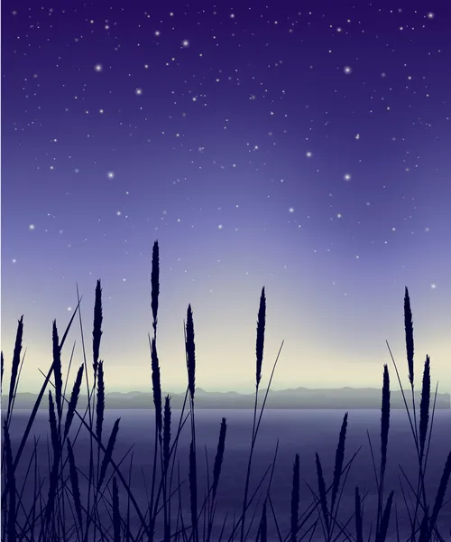 繁星满天的夜晚风景与芦苇 — 图库矢量图片