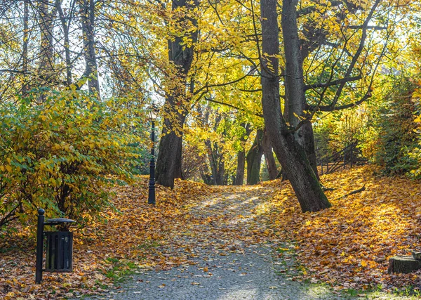 Осенний алея парк в желтых листьях солнечный день — стоковое фото