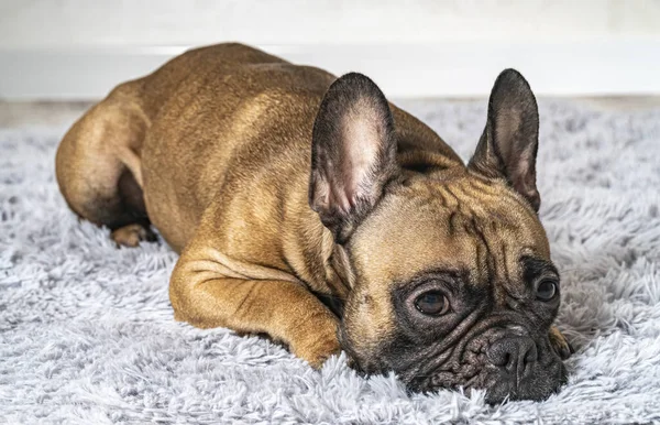 Halıda yatan sevimli Fransız bulldog.